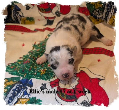 ABCA male Blue Merle Border Collie oout of working stock at 1 weel